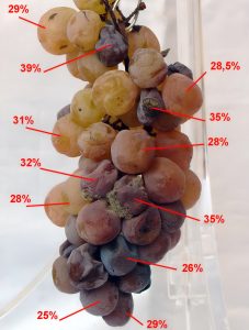 Grappolo di Uva infavata. Correlazione tra acini di diversa morfologia e gradi Brix
(% di zucchero)