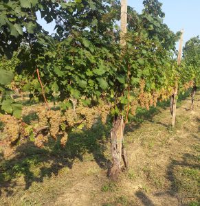 Il nostro Vigneto D.O.C. di Erbaluce, Colline Novaresi
collina